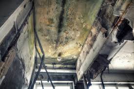 Best Black Mold Removal in East Quogue, NY